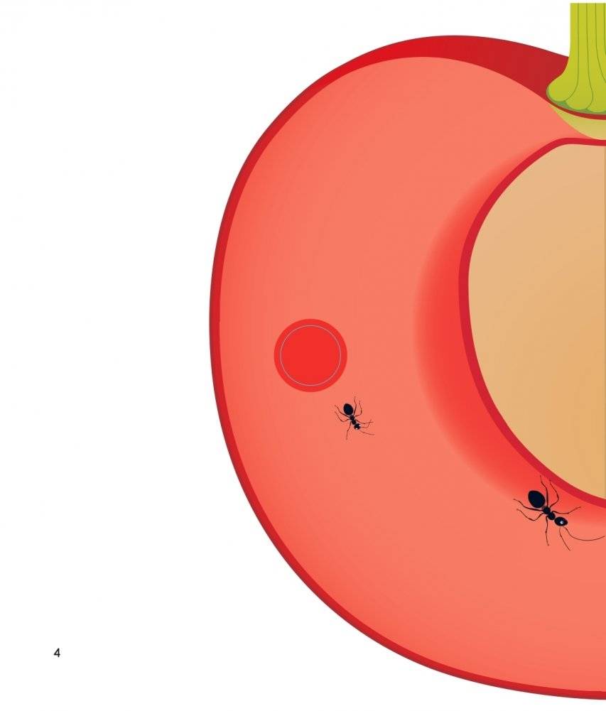 Что за фрукт? фото книги 4