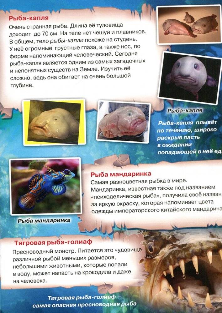 Атлас. Этот загадочный подводный мир фото книги 3