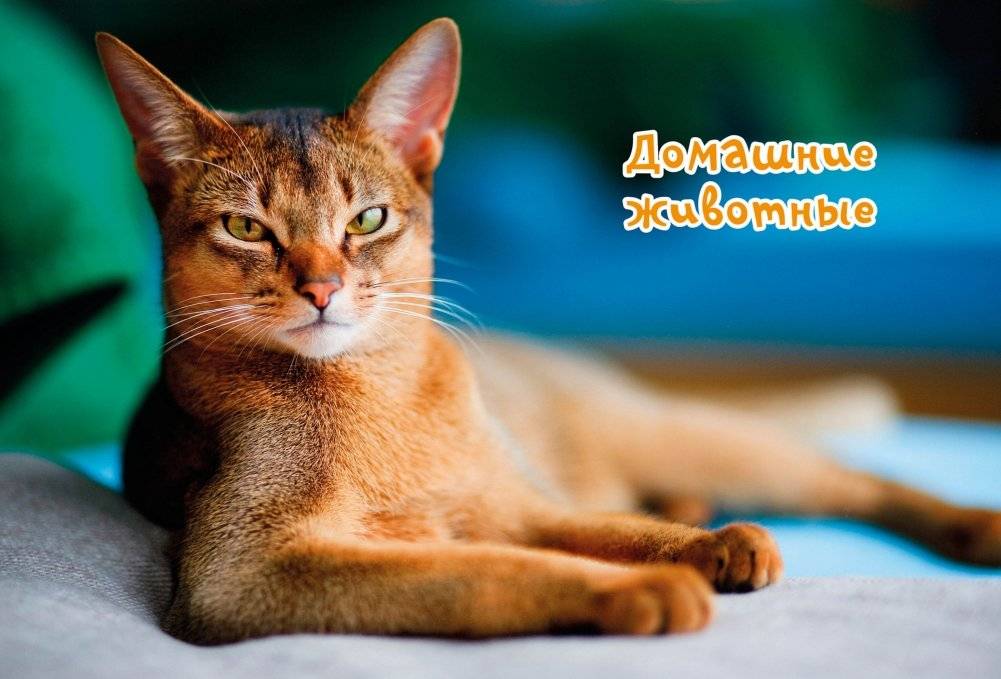 Моя любимая книга о животных фото книги 3