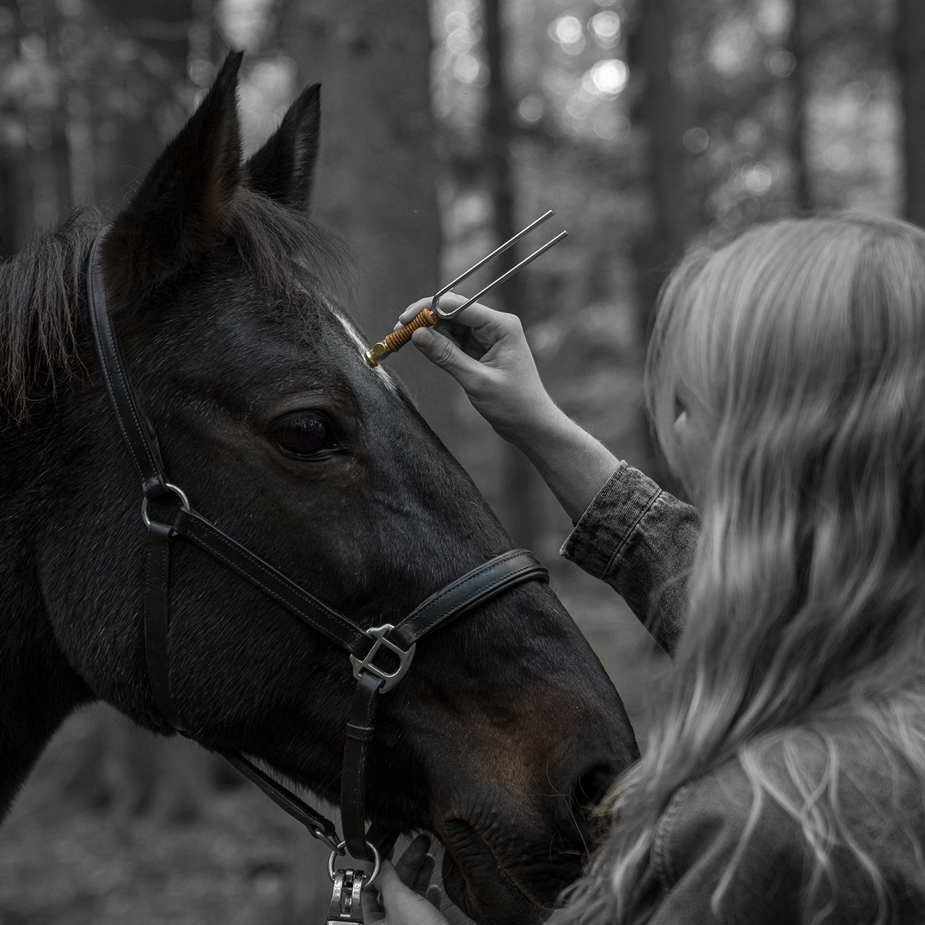 Chakrenausgleich Tier_teaser