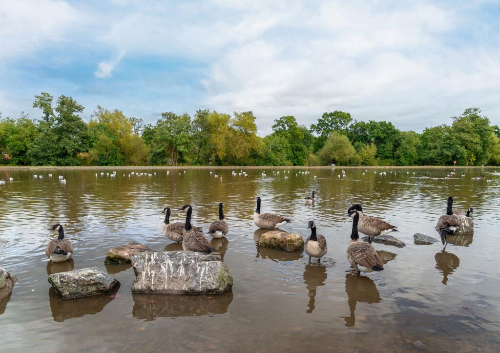 Additional image 13 of Shaftmoor Lane,
Hall Green,
Birmingham, 
West Midlands, 
B28 8SW