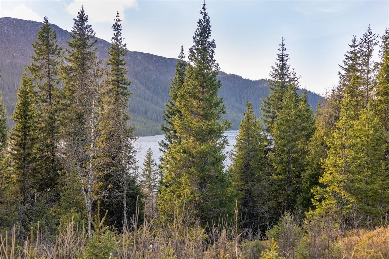 Additional image 3 of Fjellvegen 23, 3864 Rauland