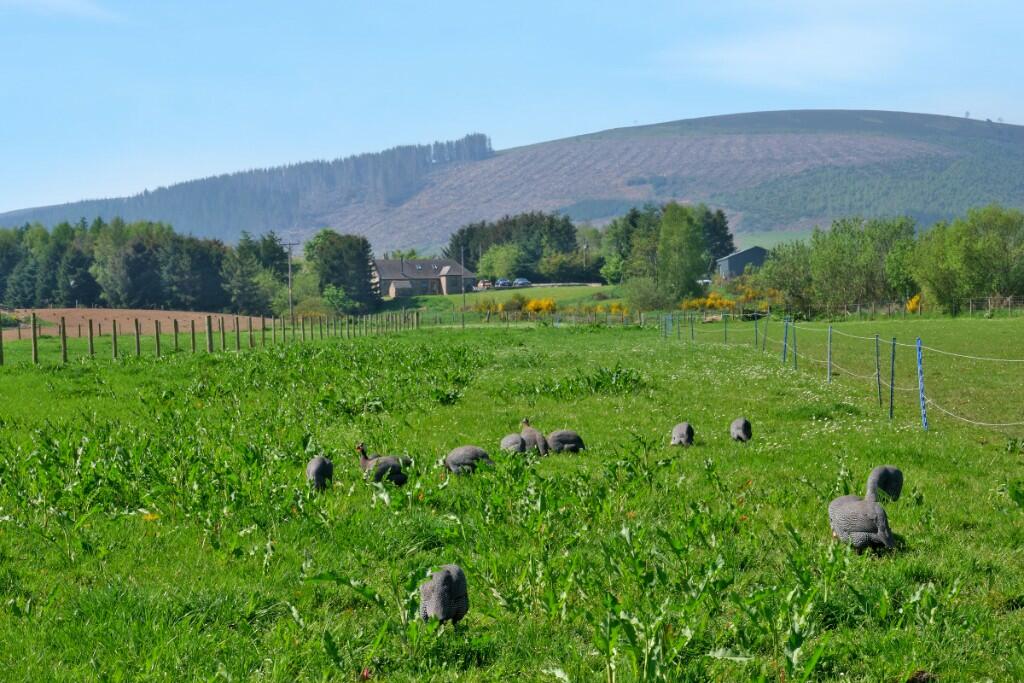 Additional image 30 of (Lot 1) Newmill, Lumsden, AB54 4LB