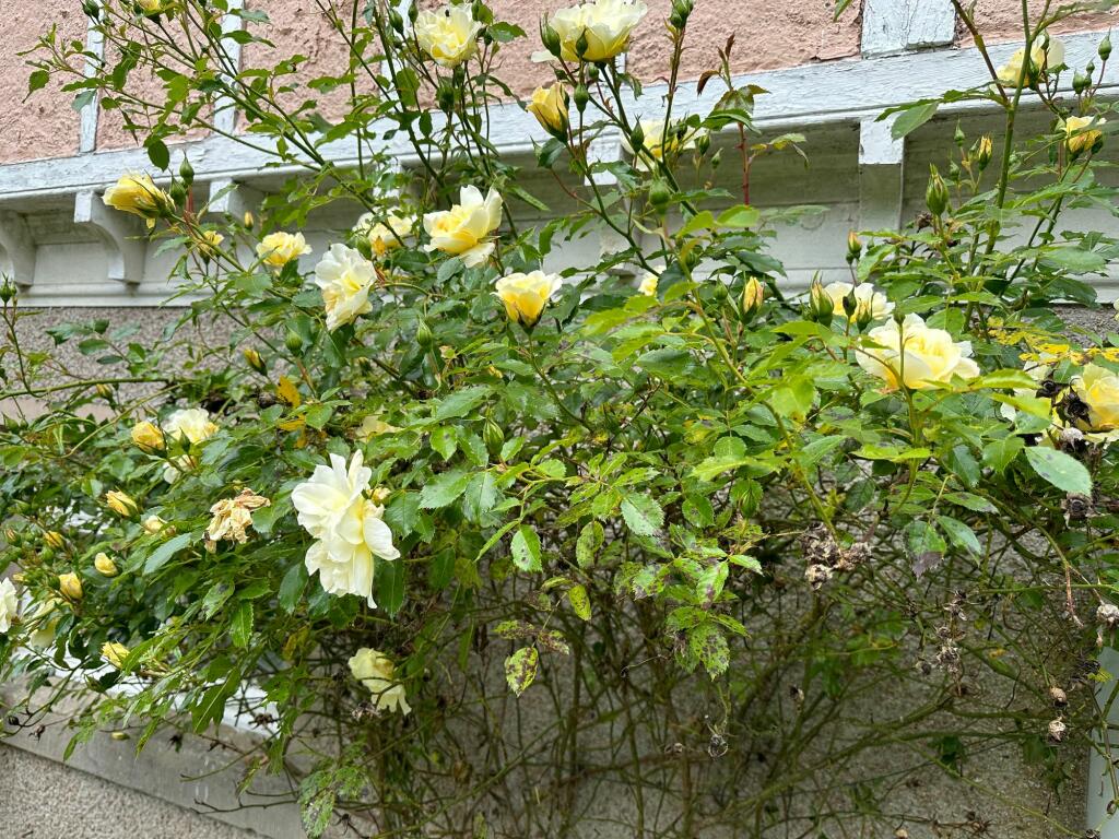 Additional image 21 of Rhynie, Druminnor, AB54