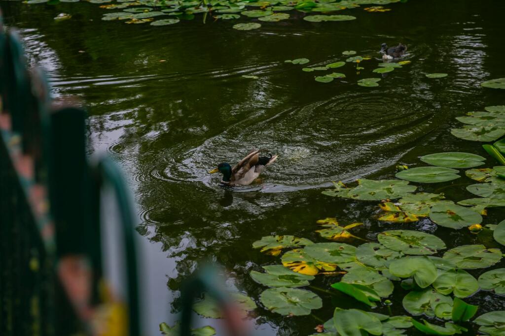 Additional image 16 of Leahurst Crescent (D), Harborne, Birmingham, West Midlands, B17