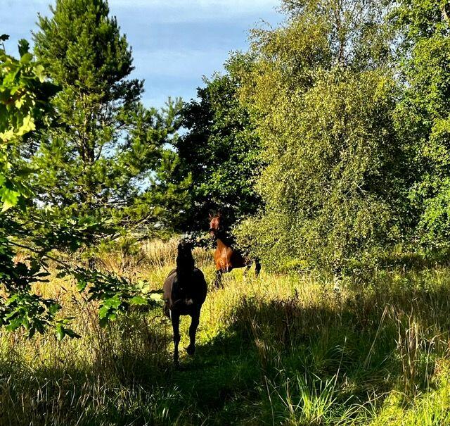 Additional image 21 of Drybridge, Buckie, AB56 5JD