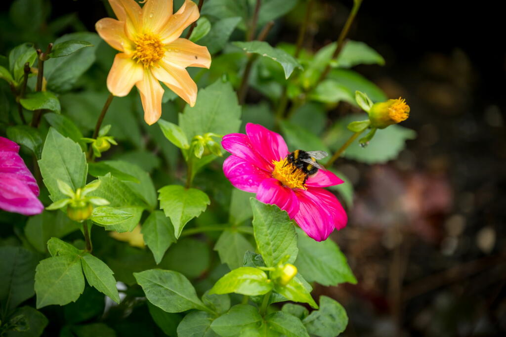 Additional image 43 of Crouch Hall Lane, Redbourn, St. Albans, AL3 7EU