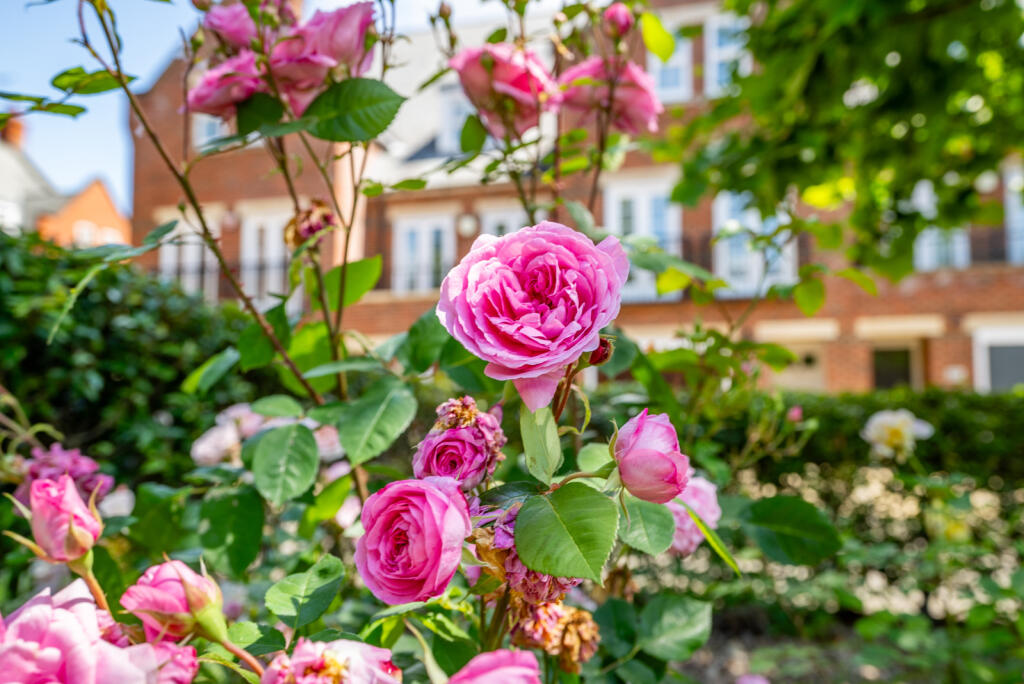 Additional image 22 of Azalea Close, Napsbury Park, St. Albans, Hertfordshire, AL2