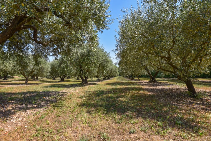 Primary image of Centre Var, France