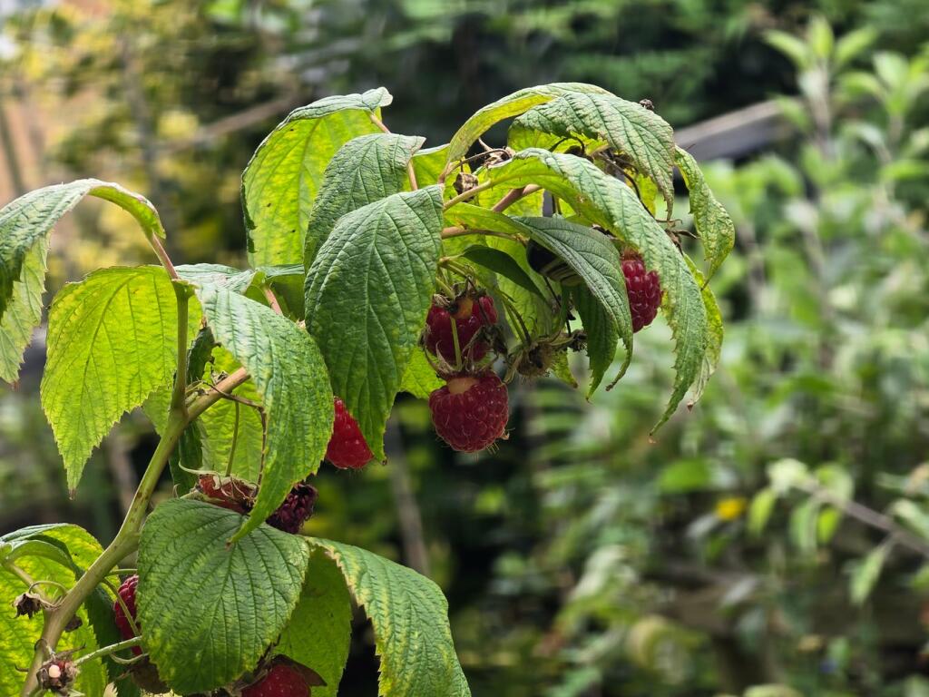 Additional image 27 of Knightsfield, Welwyn Garden City, AL8