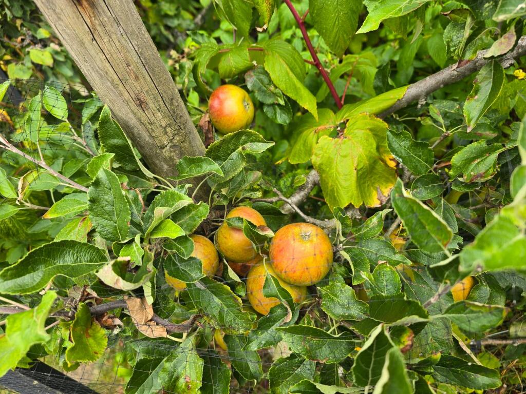 Additional image 26 of Knightsfield, Welwyn Garden City, AL8