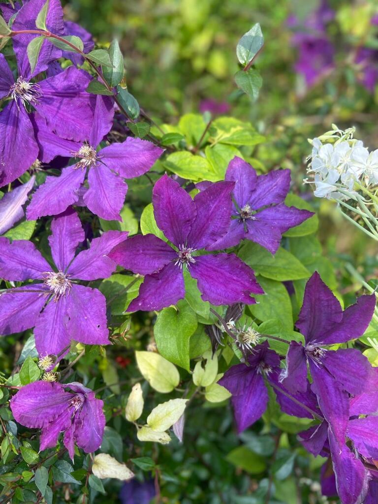 Additional image 27 of Wanstrow, BA4