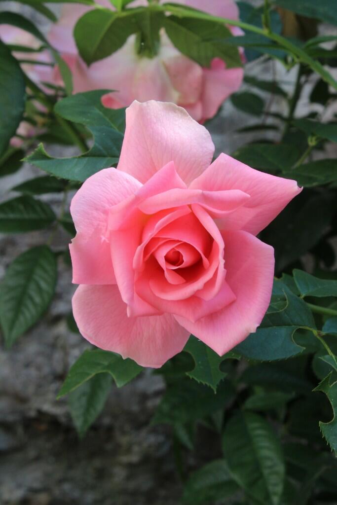 Additional image 15 of Wincanton, Somerset, BA9