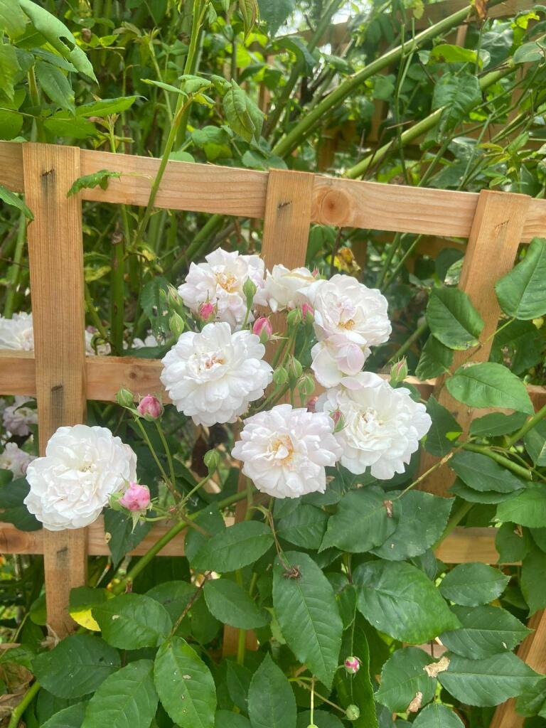 Additional image 26 of Wanstrow, BA4