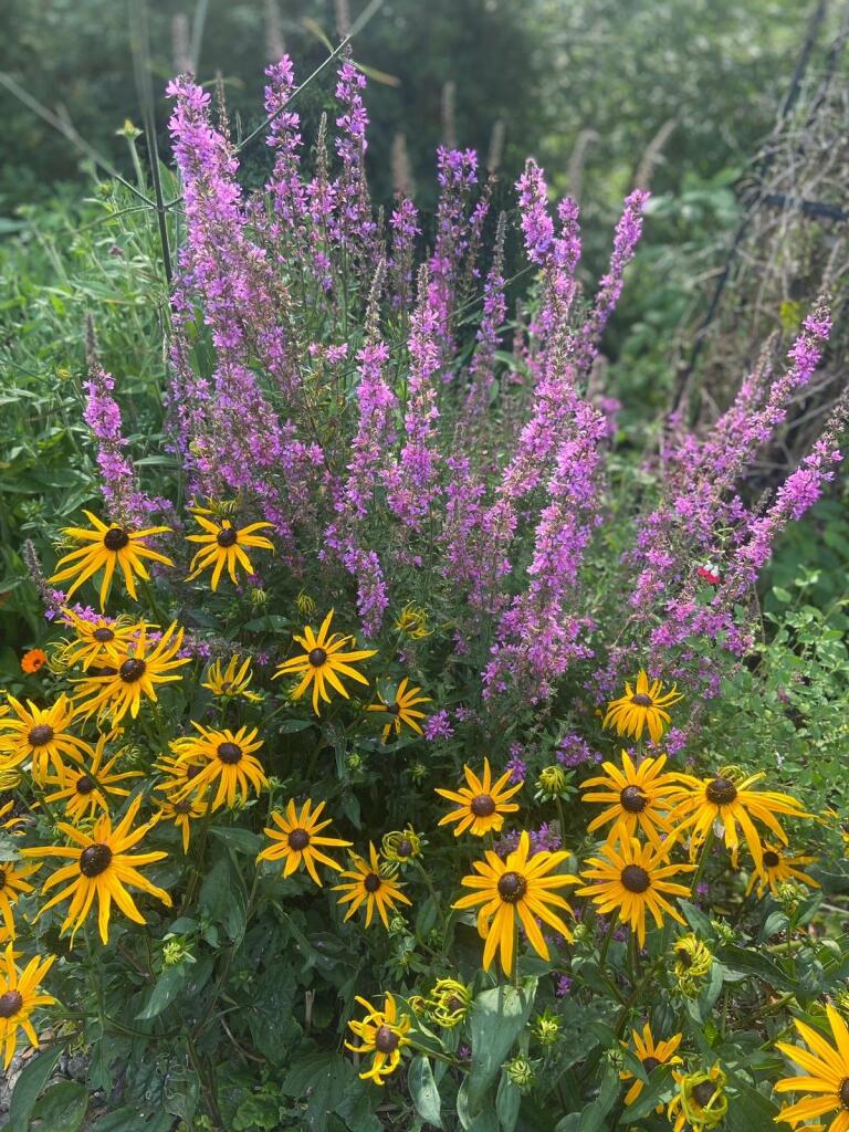 Additional image 28 of Wanstrow, BA4