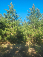 Additional image 4 of Lot 8, Pine Meadow Trail