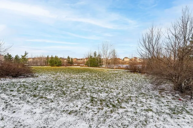 Additional image 36 of 64 Spotted Owl Cres