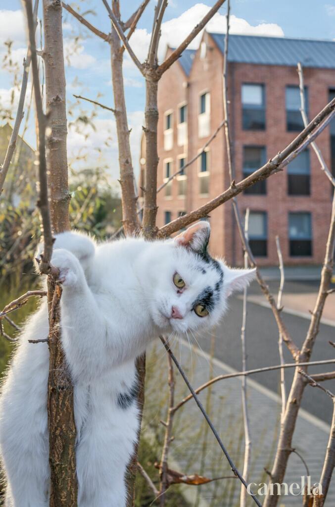 Additional image 25 of The Tannery, Holt, BA14