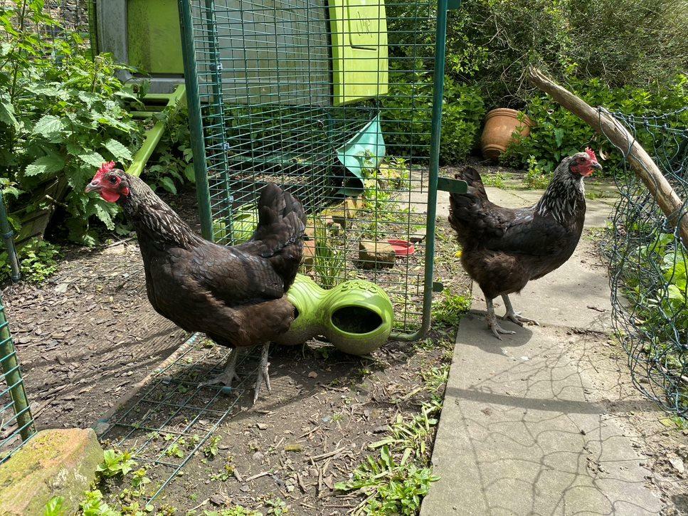 Additional image 25 of Noggarth Road, Fence