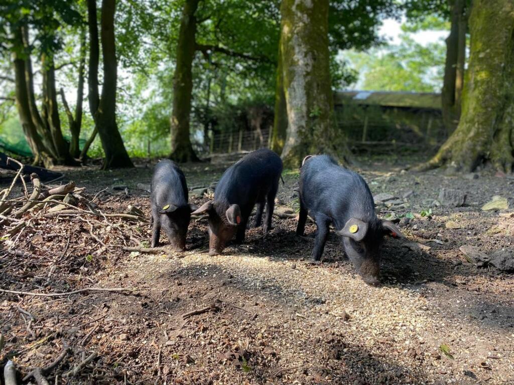Additional image 41 of Noggarth Road, Fence