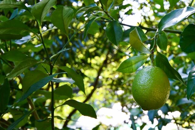 Additional image 24 of Yagyu Town, Nara City, Nara Prefecture