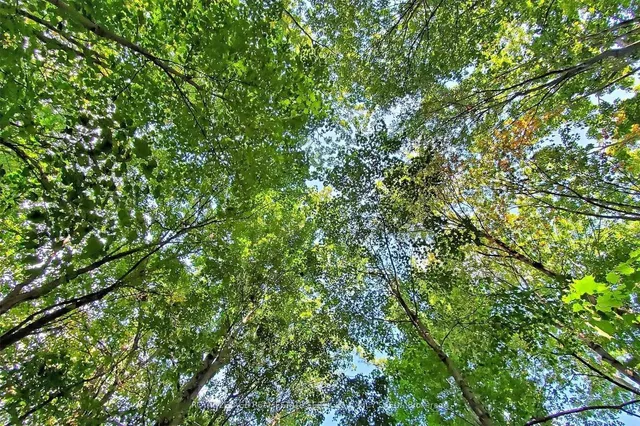 Additional image 19 of 38 Salonica Rd