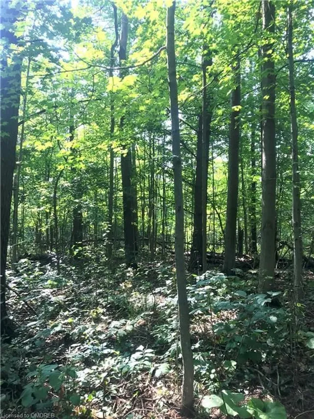 Additional image 21 of 5163 Milburough Line