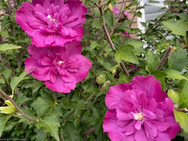 Additional image 27 of 60 Alden St