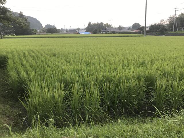 Additional image 9 of Katada, Otawara City, Tochigi Prefecture