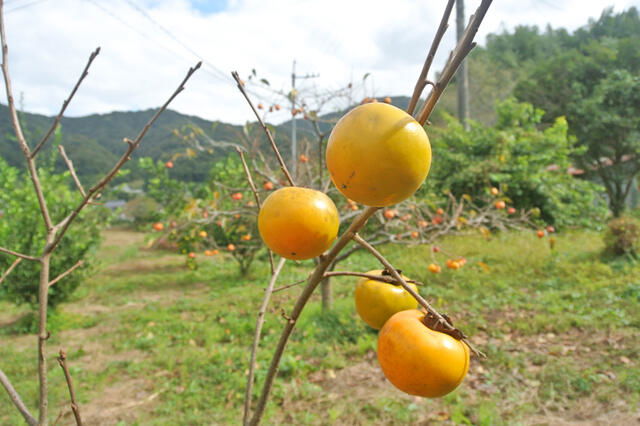 Additional image 14 of Kawamomachi, Takahashi City, Okayama Prefecture