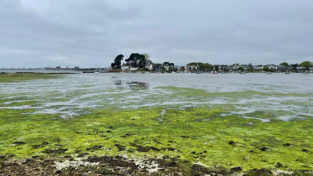 Additional image 28 of Salterns Way, Lilliput, Poole, BH14