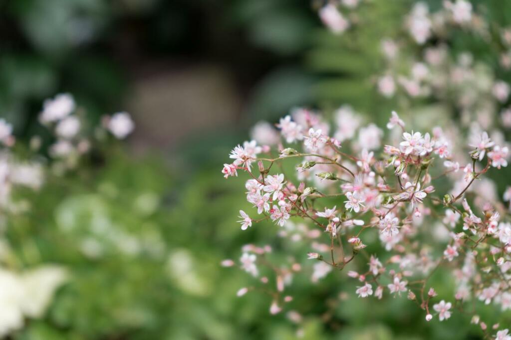 Additional image 13 of Rydal Place, Colne