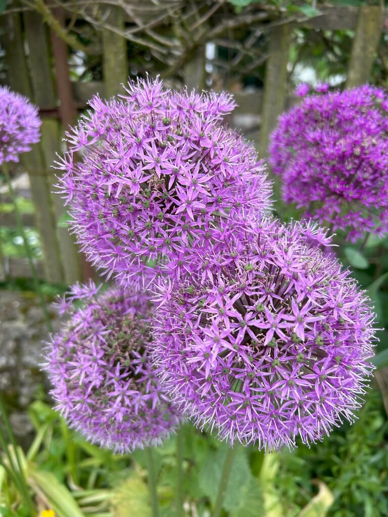 Additional image 22 of College Croft, BD24