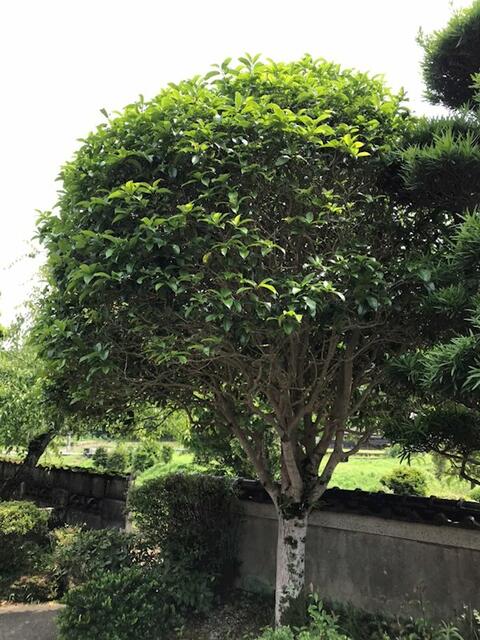 Additional image 22 of Hasegawacho, Isahaya City, Nagasaki Prefecture
