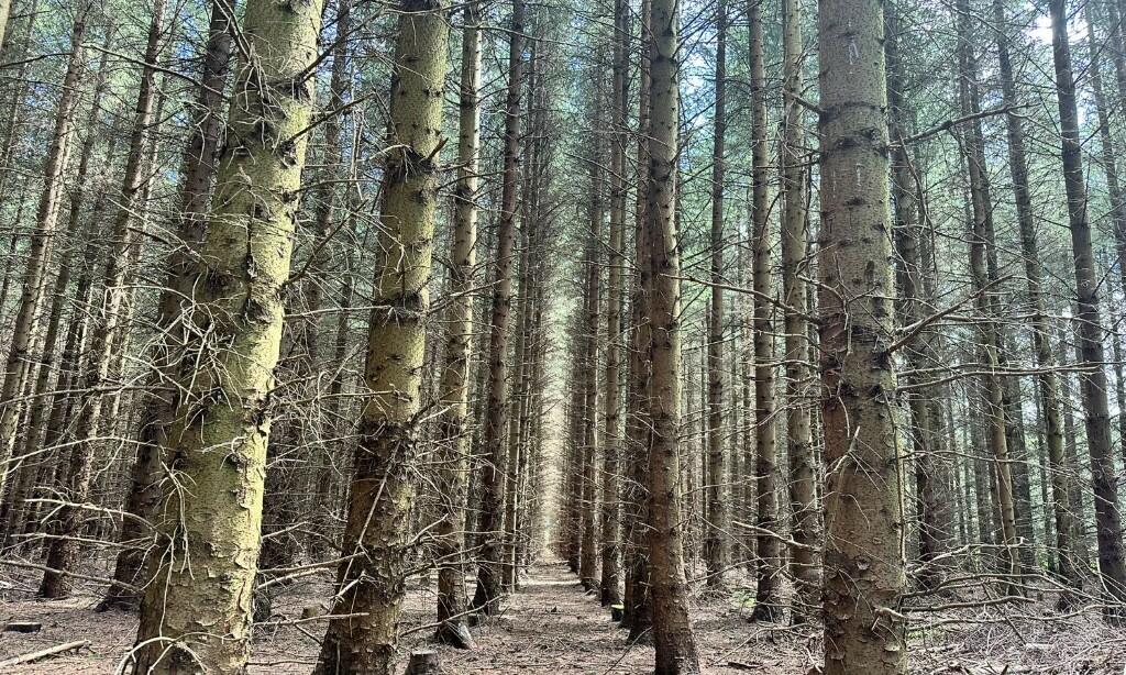 Additional image 8 of Ordiefauld Wood, Inverurie,  AB51