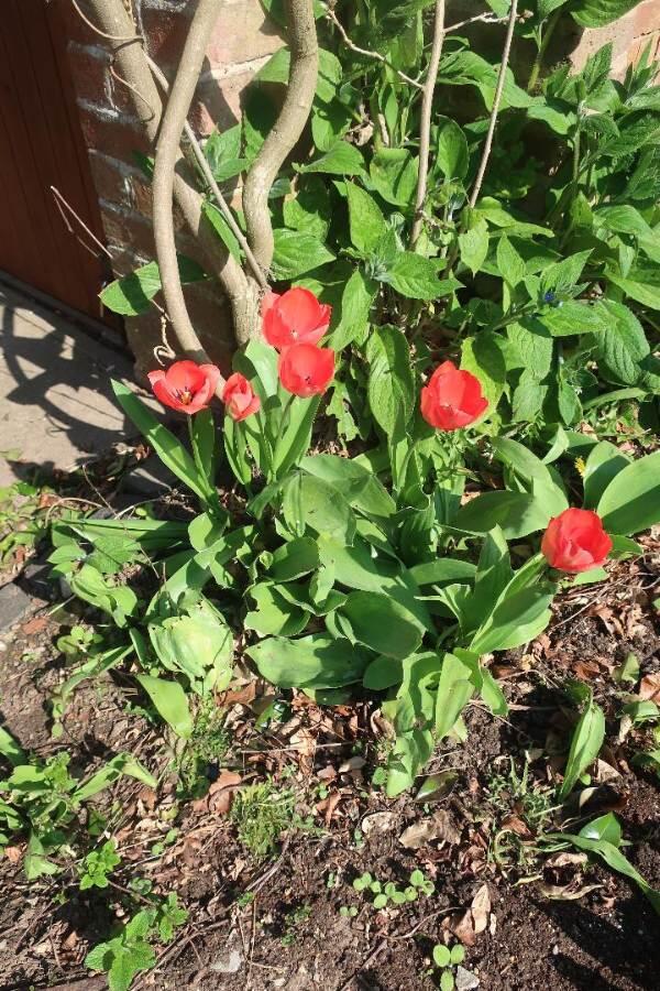 Additional image 16 of Walnut Lane, Finstall, Walnut Lane, Finstall, Near Bromsgrove, B60 3BU