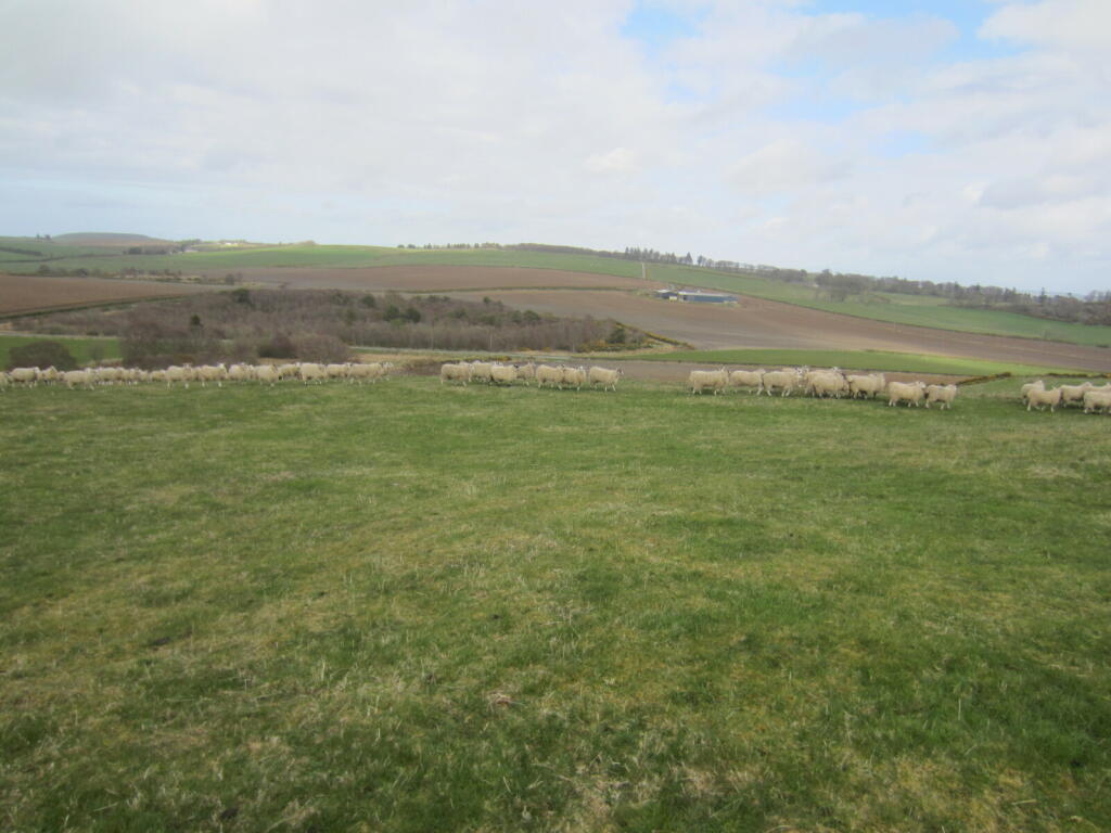 Additional image 7 of Land At Knockorth, Aberchirder, Huntly, Aberdeenshire, AB53