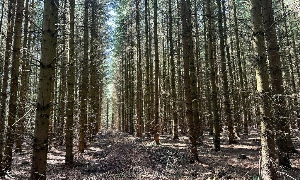 Additional image 16 of Ordiefauld Wood, Inverurie,  AB51