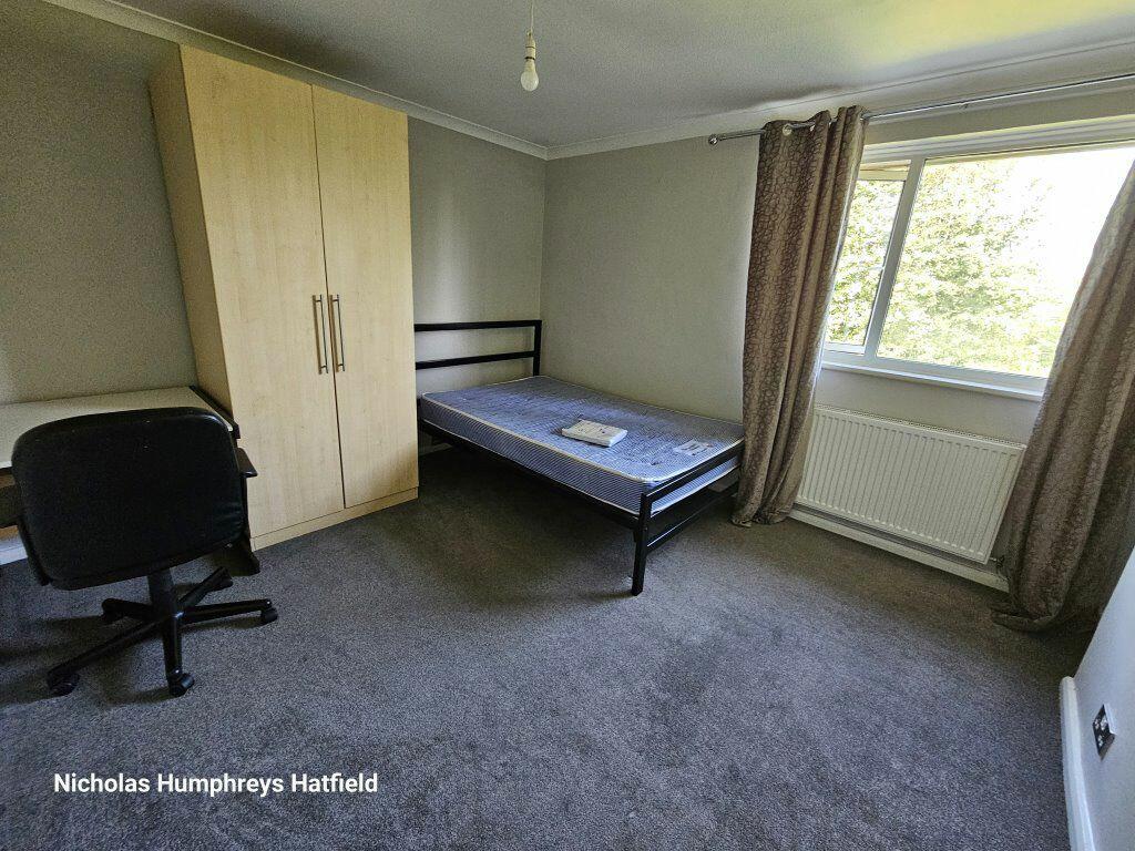 Additional image 8 of Cheviots