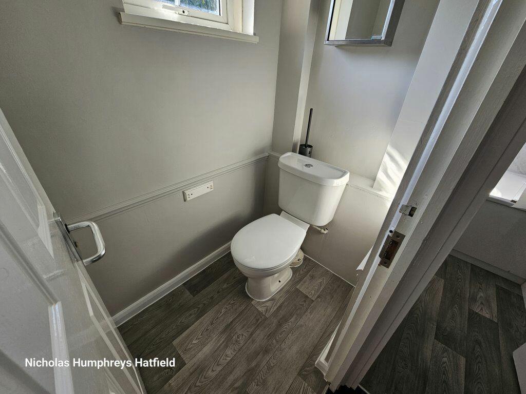 Additional image 14 of Cheviots