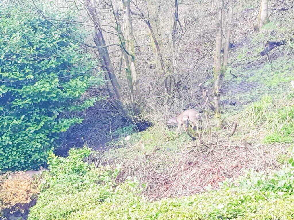 Additional image 75 of Wicken Grove, Barley Holme Road, Crawshawbooth