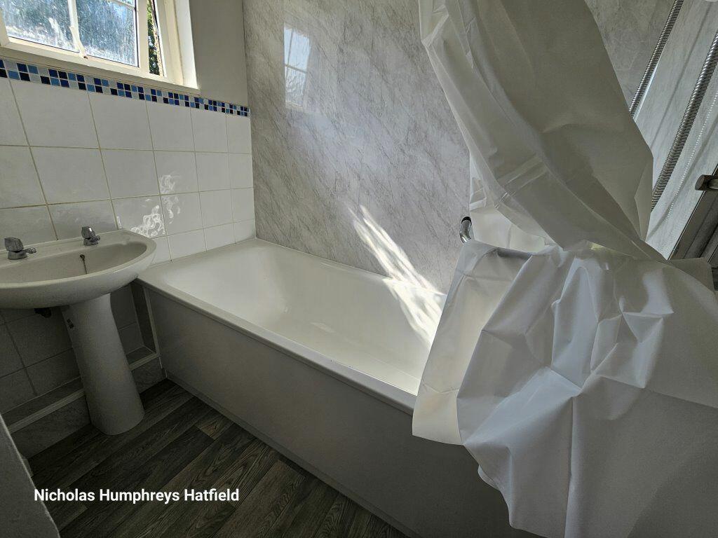 Additional image 15 of Cheviots