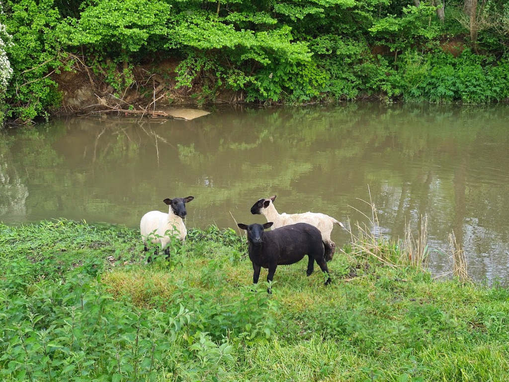 Additional image 23 of Iron Mill Lane, Oldford, Frome, BA11
