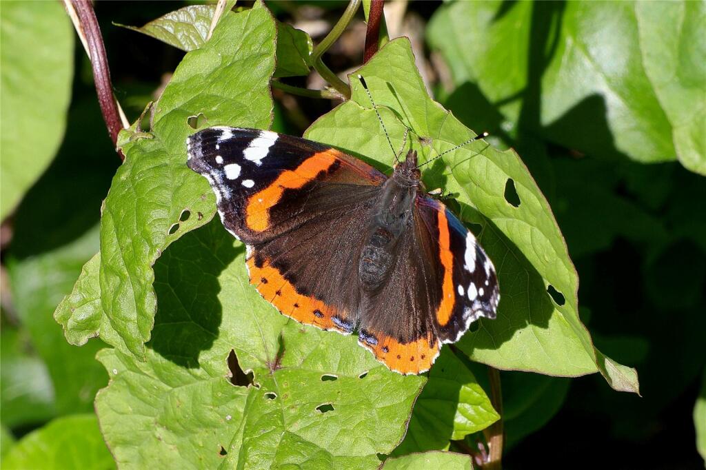 Additional image 25 of Lansdowne Way, Angmering, West Sussex