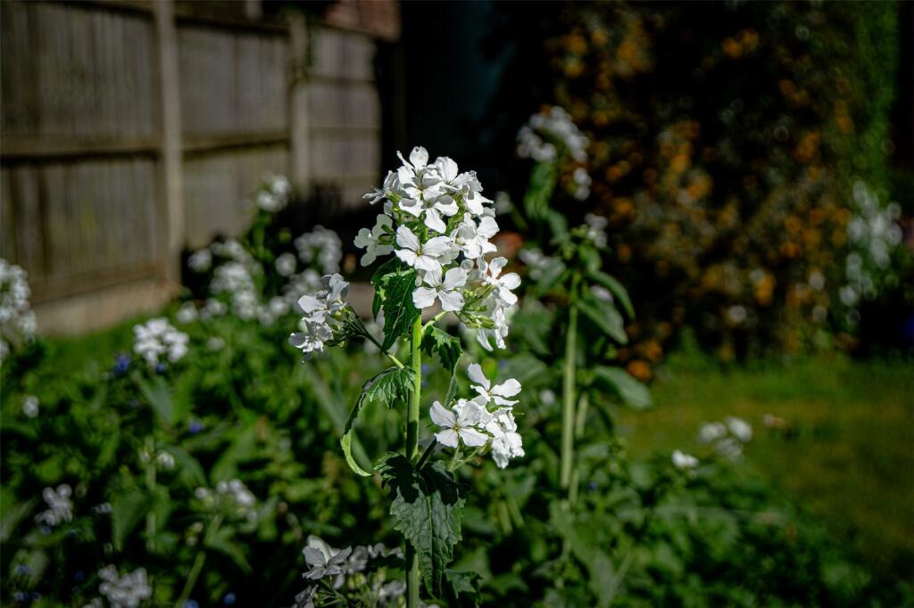 Additional image 12 of Wareham, Dorset