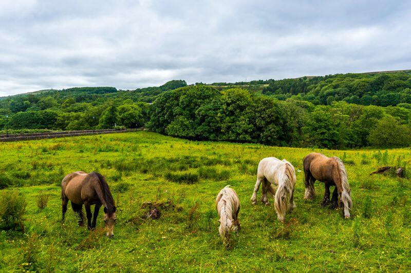 Additional image 33 of Wallsuches, Horwich