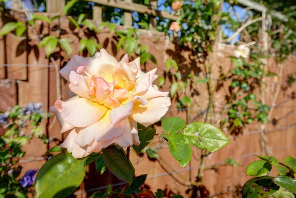 Additional image 19 of Drake Avenue, Eastbourne, BN23