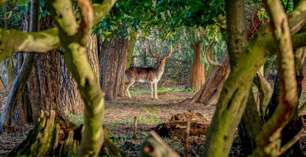 Additional image 37 of Southfield Lane, Burley, Ringwood, BH24