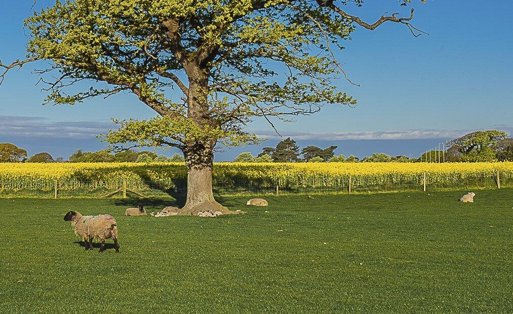 Additional image 13 of Eastlands, New Milton, Hampshire, BH25