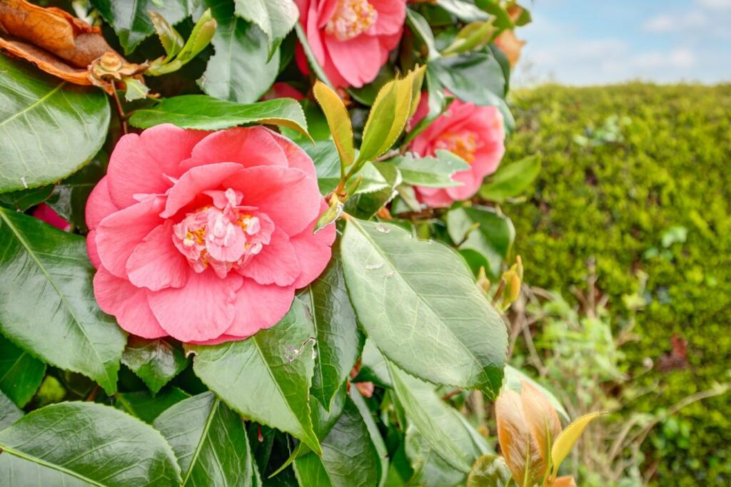 Additional image 22 of Carters Corner, BN27